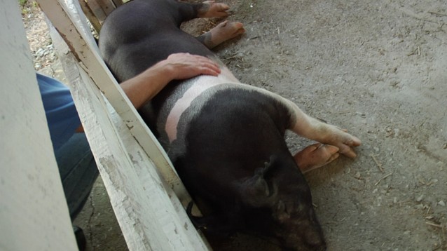 happy pig